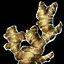 Ginger Root.png