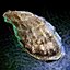 Oyster.png