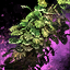 Tropical Bush (Tall).png