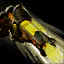 Astral Revolver.png