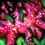 File:Red Fireworks (Dragon's Fortune Fireworks).png