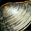 Clam.png