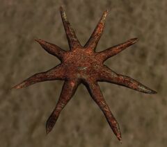 Starfish.jpg