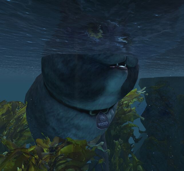 File:Gigantic cat Lion's Arch underwater.jpg