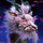 Hundred Petals Noble Skyscale Skin.png