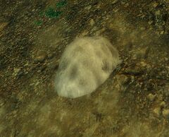 Inquest Mine.jpg