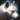 Mini Silver Shiba Inu.png