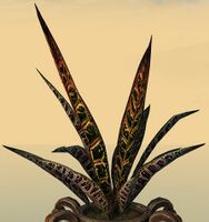 Potted Djinn's Tongue close-up.jpg