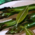 Bowl of Asparagus and Sage Salad.png