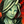 Mini Caithe.png