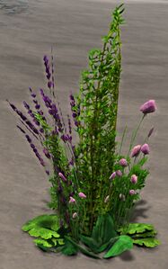 Verdant Herbs.jpg