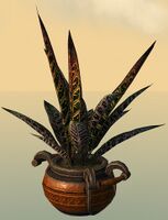 Potted Djinn's Tongue.jpg