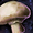 Mushroom.png