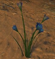 Black Crocus (harvested).jpg