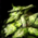 Bowl of Kraitweed Salad.png