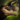Mini Tyrannus Maneater.png