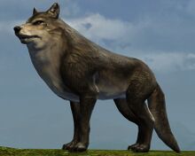 Wolf.jpg