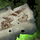 Scarlet Briar's Journal, Fragment.png