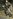 Risen Pirate (male 2).jpg