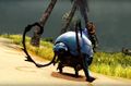 Roller Beetle