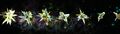 Thumbnail for version as of 01:53, 7 July 2026