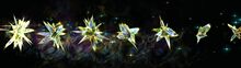 Legendary Aurene's footfalls.jpg