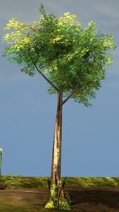 Banyan Sapling.jpg