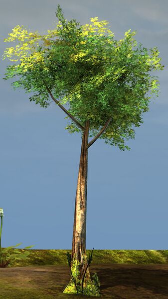 File:Banyan Sapling.jpg