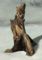 Thumbnail for version as of 05:10, 5 July 2026