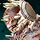 Prank a Risen Giant.png