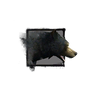 Juvenile Black Bear.png
