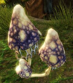 Sawgill Mushrooms.jpg