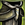 Whisper's Secret Tassets.png