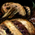 Grilled Mushroom.png