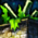Bowl of Ascalonian Salad.png