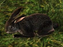 Rabbit (Black).jpg