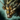 Mini Steamrider.png