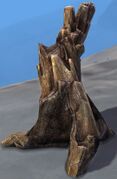 Ancient Sapling.jpg
