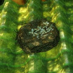 Bird Nest (Mori Village).jpg