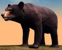 Black Bear.jpg