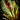 Seaweed Bomb.png