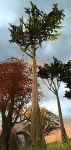 Tree (Pets and Walls Make Stronger Kraals).jpg
